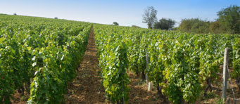 la vigne la vigne